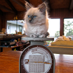 LES CHATONS : DE LA NAISSANCE AU SEVRAGE