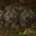 Chatons anxieux