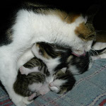 maman chat soignant ses chatons