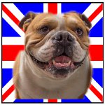 chien anglais