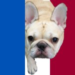 chien francais