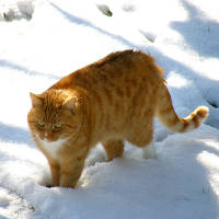 'Chat agé' source :'http://www.flickr.com/photos/olibac/4386835862/'