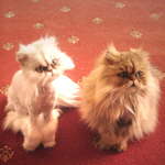 Chat à poils longs