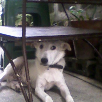 chien sous une chaise