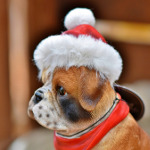 Chien de noel