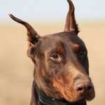 Dobermann