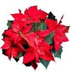 Poinsettia