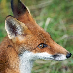 Renard